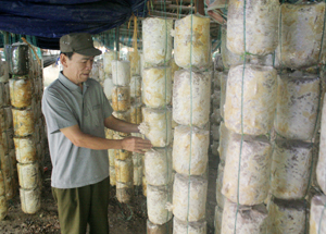 Mô hình sản xuất nấm sò của CCB Phạm Xuân Toàn, khu 2, thị trấn Kỳ Sơn (Kỳ Sơn).