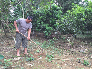 Ông Bùi Văn Châu ở xóm Ao Chúa, xã Cư Yên (Lương Sơn) đang chăm sóc diện tích vườn cây ăn quả có múi cho hiệu quả kinh tế cao.