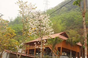 Cây hoa ban được nhiều hộ kinh doanh du lịch ở thị trấn  Mai Châu và xã Chiềng Châu (huyện Mai Châu) trồng trong  khuôn viên đã tạo được điểm nhấn trong lòng du khách.