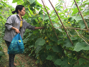 Nông dân xã Vĩnh Đồng (Kim Bôi) thu hoạch dưa nếp cho thu nhập 150 triệu đồng/ha.
