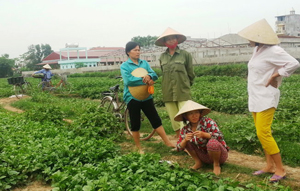 Sau vụ “dùng chổi quét rau” phát trên VTV3, rau xanh của bà con nông dân xã Vĩnh Thành, huyện Vĩnh Lộc (Thanh Hóa) khó tiêu thụ - Ảnh: Hà Đồng