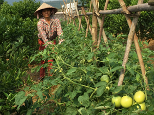 Chị Nguyễn Thị Lê, xóm Dệ 2, xã Bắc Phong (Cao Phong) bên vườn cà chua trái mùa trồng xen với cam.

