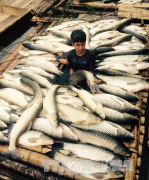 Cá chết hàng loạt tại một hộ nuôi cá lồng trên sông Bưởi.