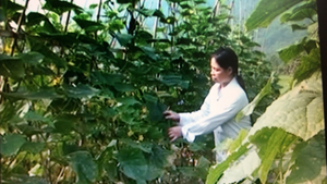 Mô hình trồng dưa chuột Nhật xuất khẩu mang lại thu nhập trên 80 triệu đồng/ha, tại xã Hạ Bì, Kim Bôi.
