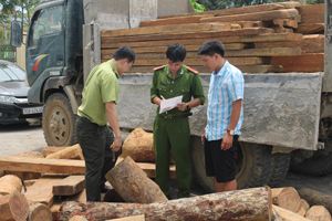 Các lực lượng chức năng đo xác định chủng loại gỗ do Bùi Văn Tuyên vận chuyển.