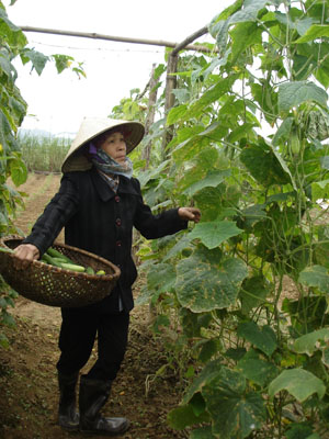 Nông dân xã Nhuận Trạch (Lương Sơn) mở rộng diện tích trồng cây dưa chuột cho thu nhập cao.
