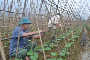 Thực hiện Nghị quyết về chuyển đổi cơ cấu cây trồng trong sản xuất nông nghiệp của Huyện uỷ, người dân xóm Mớ Đá, xã Hạ Bì (Kim Bôi) chuyển diện tích đất trồng lúa không hiệu quả sang trồng các loại cây màu có giá trị cao.