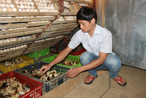 4 máy ấp trứng và 3 lò nở, mỗi ngày, cơ sở Hoàng Huế do anh Bùi Văn Huế làm chủ cho ra lò từ 1.500 - 2.000 con gà giống cung cấp cho   người dân các xã trong và ngoài huyện Tân Lạc.