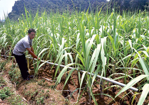 Được tuyên truyền nâng cao ý thức về phòng - chống hạn, nông dân xã Ngọc Lương (Yên Thủy) chủ động đầu tư hệ thống dẫn nước để đảm bảo nước tưới cho diện tích trồng mía tím.
