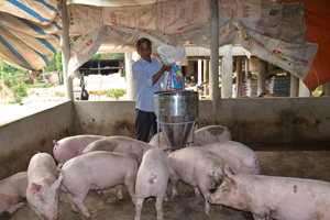 Hội viên NCT xã Lạc Thịnh (Yên Thủy) hưởng ứng phong trào  “Tuổi cao - gương sáng” tích cực phát triển kinh tế gia đình từ mô hình nuôi lợn thịt.