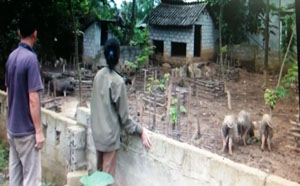 Mô hình chăn nuôi lợn thịt bản địa đang giúp nhiều hộ dân xã Phú Vinh có thu nhập cuộc sống ổn định.