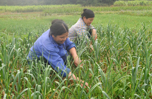 Người dân xã Bình Hẻm (Lạc Sơn) chuyển đổi diện tích ruộng 1 vụ lúa sang trồng hành, tỏi đem lại giá trị kinh tế cao.