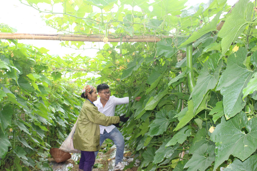 Bí xanh rớt giá 3000 đồngkg người trồng bí ở Thanh Chương lo lỗ vốn   Báo Nghệ An