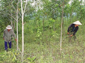Xã An Bình, huyện Lạc Thuỷ phát triển KTTT đồi rừng cho thu nhập 60 triệu đồng/ha.