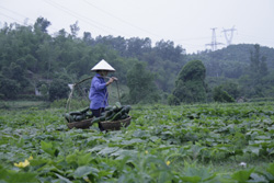 Nông dân xã Thanh Hối phát triển mô hình trồng bí xanh, tăng thêm thu nhập cho gia đình