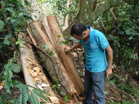 Cây gỗ vừa bị chặt hạ ở đỉnh Nước Mọc thuộc khu rừng Phục Trâu, xóm Ké, xã Hiền Lương .