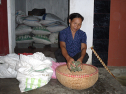 Nhiều hộ gia đình ở Quèn Thị đã hành nghề bốc thuốc nam truyền thống từ nhiều năm nay