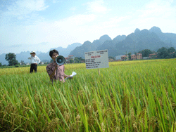 Ba giống lúa TBR18, TBR36, Thái Xuyên 111 được trồng thử nghiệm ở xã Kim Bình và thị trấn Kim Bôi, huyện Kim Bôi