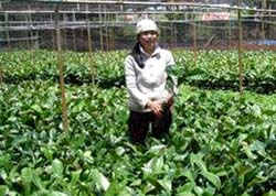 Công ty CP cà phê Thái Hòa - Hòa Bình chuẩn bị cây giống để mở rộng diện tích