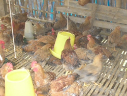 Mô hình nuôi gà an toàn sinh học ở xã Tu Lý, Đà Bắc đem lại hiệu quả kinh tế cao