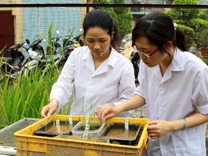 Cán bộ Viện Di truyền chăm sóc, nghiên cứu giống lúa được tìm thấy tại khu Thành Dền.