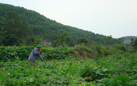 Nông dân xã Lạc Hưng chuyển đổi cơ cấu cây trồng, mùa vụ nâng cao hiệu quả lao động sản xuất của người dân.