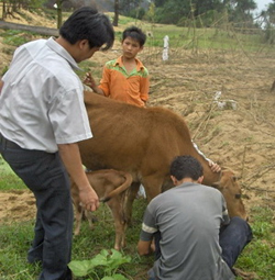 Dịch lở mồm long móng tại xã Đồng Nghê, Đà Bắc đã được ngăn chặn