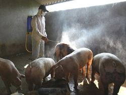 Dịch lợn tai xanh tại huyện Tân Lạc bước đầu được an toàn