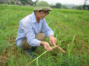 Nông dân xã Bắc Phong (Cao Phong) tỏ ra lo ngại khi phát hiện sâu đục thân xuất hiện trên cây mía.