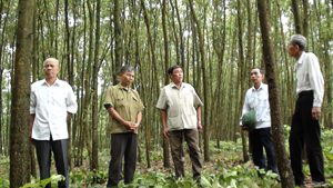 Các hội viên Hội NCT Lạc Sơn thăm mô hình phát triển kinh tế từ trồng rừng của gia đình ông Bùi Văn Sươi, xóm Bùi, xã Tân Mỹ.
