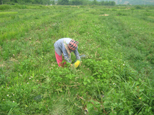 Nhiều ruộng dưa hấu ở Mai Hạ vẫn đang chờ người thu mua