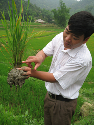 Cán bộ Chi cục Bảo vệ thực vật kiểm tra diễn biến của tập đoàn rầy gây hại trên lúa xuân trà chính vụ và trà muộn trên địa bàn huyện Lạc Sơn