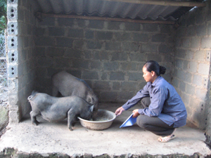 Năm 2011, huyện Cao Phong được phân bổ 300 triệu đồng kinh phí tập huấn và xây dựng mô hình sản xuất tại xã điểm Dũng Phong. Trước mắt, mô hình phát triển đàn lợn địa phương được lựa chọn thí điểm.