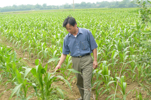Nông dân xã Nhuận Trạch (Lương Sơn) áp dụng công thức sản xuất 2 lúa +1 màu cho thu nhập trên 70 triệu đồng/ha/năm.
Ảnh: Cán bộ HTX nông nghiệp Nhuận Trạch kiểm tra sinh trưởng cây ngô vụ xuân
