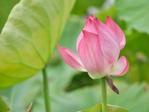 Hoa sen hồng chiếm ưu thế cao với tỷ lệ 62,2%.