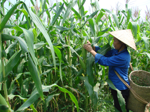Nhờ đưa giống ngô mới vào thâm canh (362,2 ha) nên năng suất ngô của xã Tu Lý (Đà Bắc) luôn đạt 450 tạ/ha.