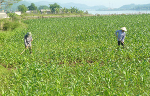 Nông dân xã Hợp Thịnh( Kỳ Sơn) tích cực chuyển đổi cơ cấu cây trồng đem lại hiệu quả kinh tế cao, góp phần xây dựng NTM.