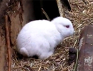 Chú thỏ không tai tại Nhật Bản.