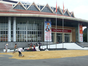 Phơi thóc tại tiền sảnh Cung văn hóa tỉnh (ảnh chụp ngày 13/6/2011).