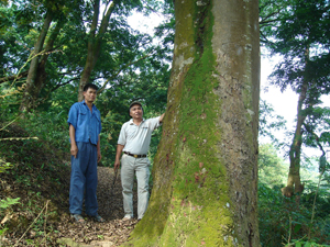 Ngày nào cũng vậy, ông Nghiêm và ông Tý đi tuần bảo vệ rừng lim cổ thụ ở xóm Bái Yên, xã Dân Chủ (thành phố Hòa Bình).