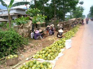 Người trồng dưa bở huyện Kim Bôi nếm trải thất bại do mở rộng diện tích chưa phù hợp với nhu cầu thị trường  (ảnh tại xã Vĩnh Tiến).  

