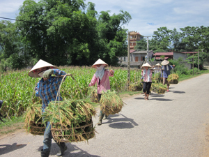 Nông dân xã Vĩnh Đồng khẩn trương thu hoạch lúa chiêm - xuân.