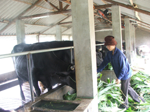 Nhiều hộ nuôi bò sữa đã đầu tư xây dựng hệ thống chuồng trại thông thoáng và quạt phun nước làm mát cho bò.
