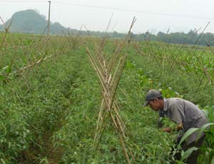 Mô hình nông nghiệp hữu cơ của HTX đem lại hiệu quả kinh tế cao.