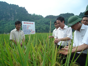 Giống lúa ĐTL2 cho năng suất từ 10-11 tấn/ha ở xóm Phượng Sồ, xã Tân Thành (Lương Sơn).