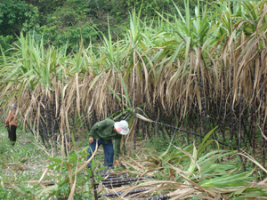 Xã Bình Sơn mở rộng diện tích trồng mía lên hơn 50 ha mang lại nguồn thu nhâạ đáng kể cho nhiều gia đình.