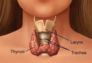 Tuyến giáp (thyroid) tuy nhỏ nhưng ảnh hưởng lớn đến sức khoẻ

