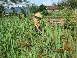 Cây mía đang trở thành cây trồng chủ lực của người dân xã Phú Vinh.