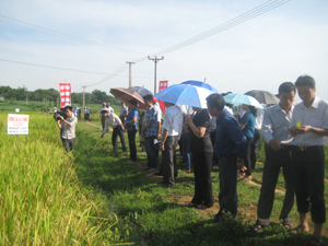Đại biểu các huyện tham quan mô hình trình diễn lúa lai Lào Cai tại địa điểm xóm Lầm, xã Phong Phú.