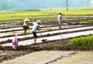 Nông dân xã Phú Minh (Kỳ Sơn) làm đất gieo mạ  chuẩn bị cho vụ mùa.